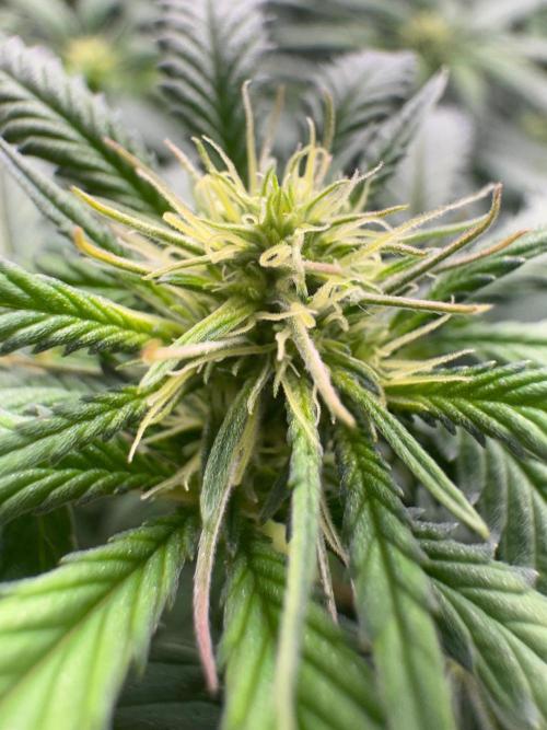 Mimosa Monster Cropping SCROG. Week 18