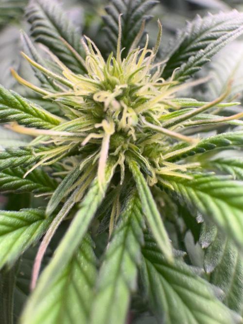 Mimosa Monster Cropping SCROG. Week 18
