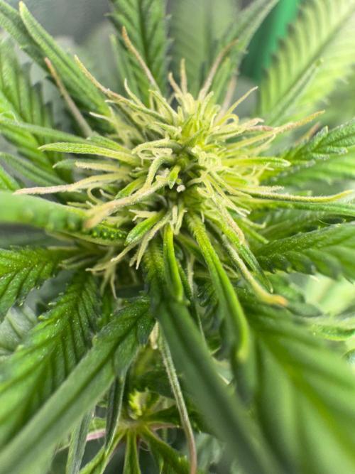 Mimosa Monster Cropping SCROG. Week 18