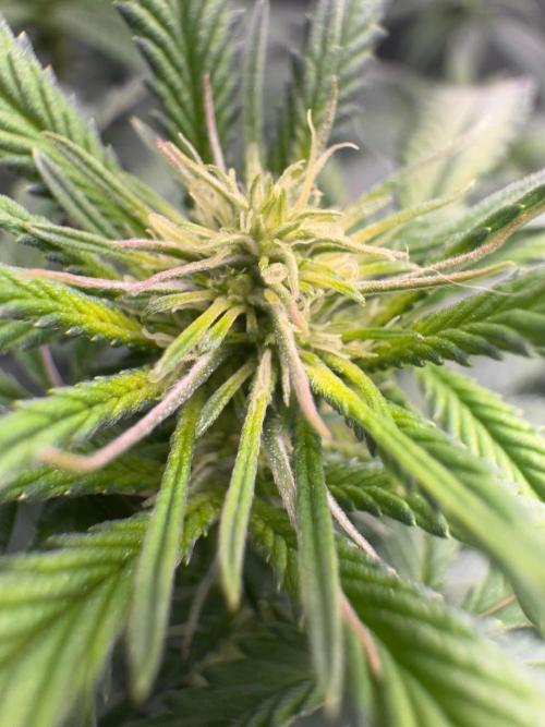 Mimosa Monster Cropping SCROG. Week 18