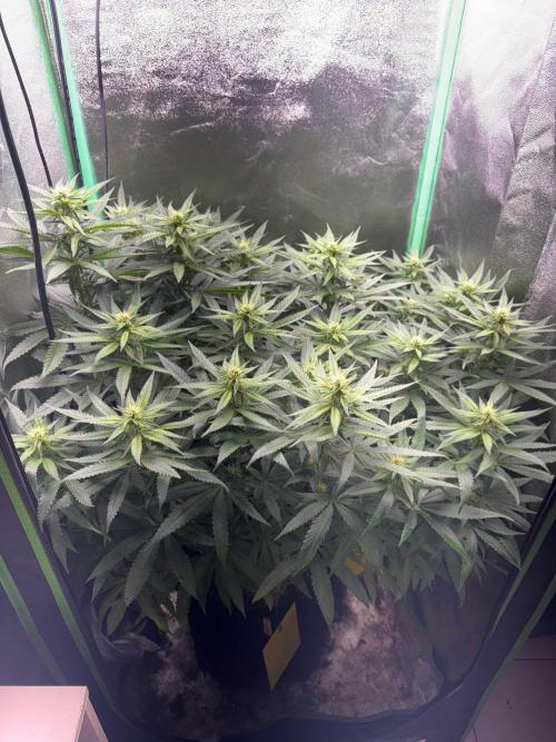 Mimosa Monster Cropping SCROG. Week 19
