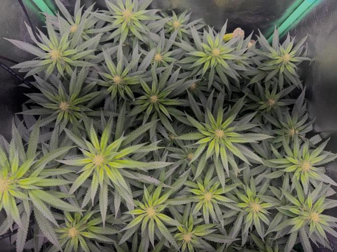 Mimosa Monster Cropping SCROG. Week 19