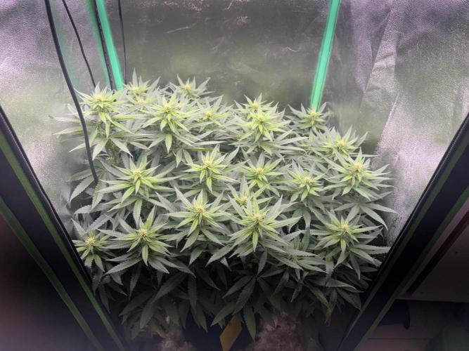 Mimosa Monster Cropping SCROG. Week 19