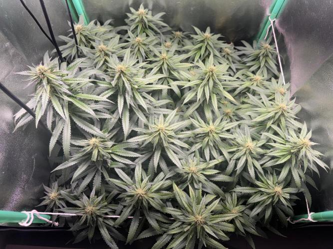 Mimosa Monster Cropping SCROG. Week 20