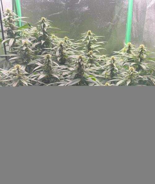 Mimosa . Week 20