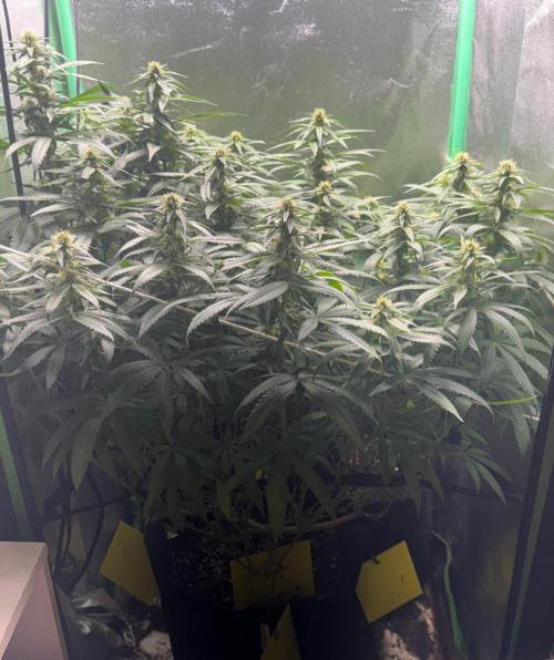 Mimosa Monster Cropping SCROG. Week 20