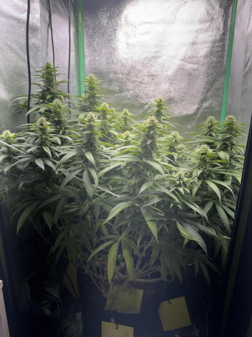 Mimosa Monster Cropping SCROG. Week 21