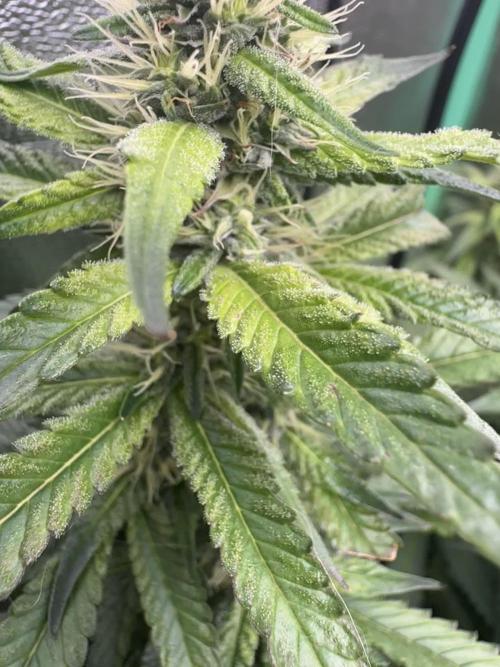 Mimosa Monster Cropping SCROG