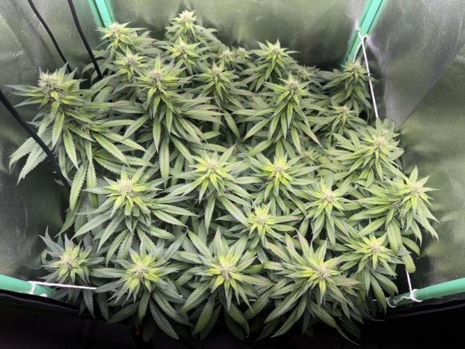 Mimosa Monster Cropping SCROG. Week 21