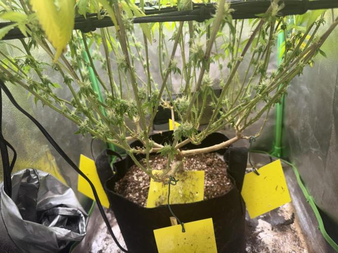 Mimosa Monster Cropping SCROG. Week 23