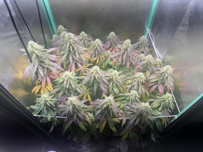 Mimosa Monster Cropping SCROG. Week 23