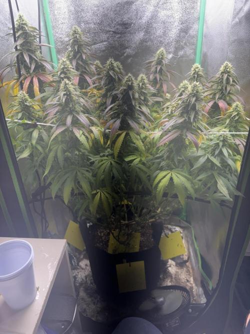 Mimosa Monster Cropping SCROG. Week 23