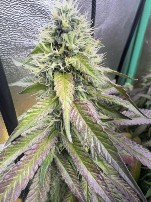 Mimosa Monster Cropping SCROG. Week 23