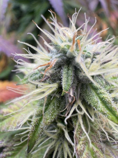 Mimosa Monster Cropping SCROG. Week 23