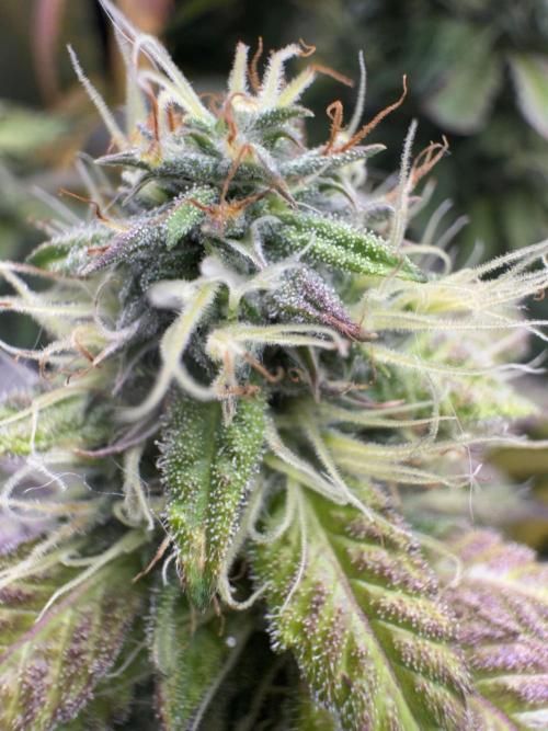 Mimosa Monster Cropping SCROG. Week 23