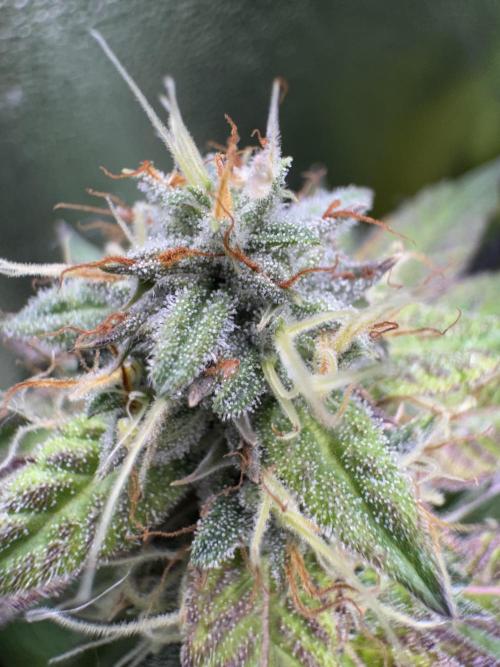 Mimosa Monster Cropping SCROG. Week 24