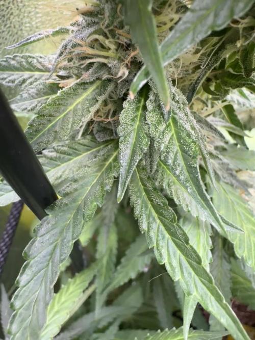 Mimosa Monster Cropping SCROG