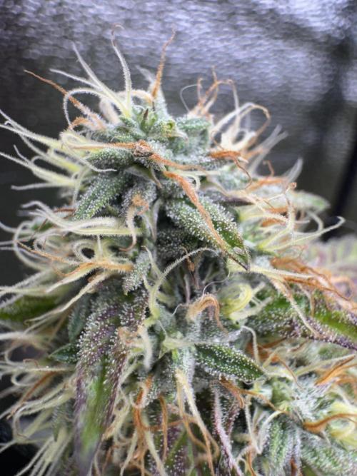 Mimosa Monster Cropping SCROG. Week 24