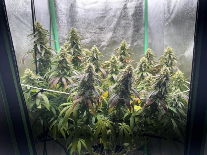 Mimosa Monster Cropping SCROG. Week 24