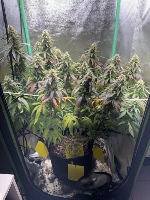 Mimosa Monster Cropping SCROG. Week 24
