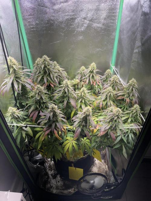 Mimosa Monster Cropping SCROG. Week 24