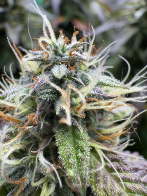 Mimosa Monster Cropping SCROG. Week 24