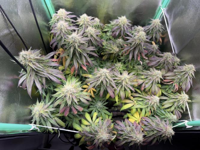 Mimosa . Week 23