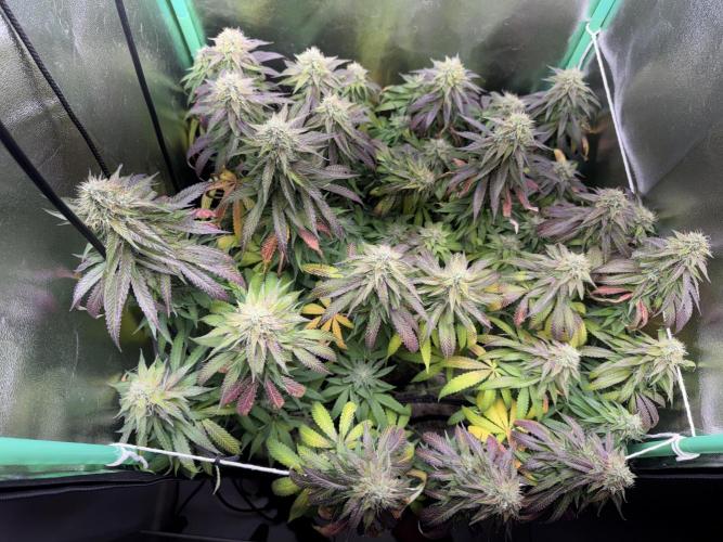 Mimosa Monster Cropping SCROG. Week 24
