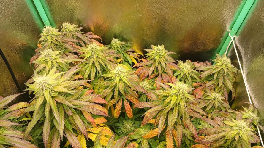 Mimosa Monster Cropping SCROG. Week 22