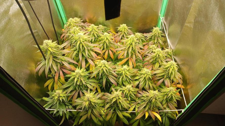 Mimosa Monster Cropping SCROG. Week 22