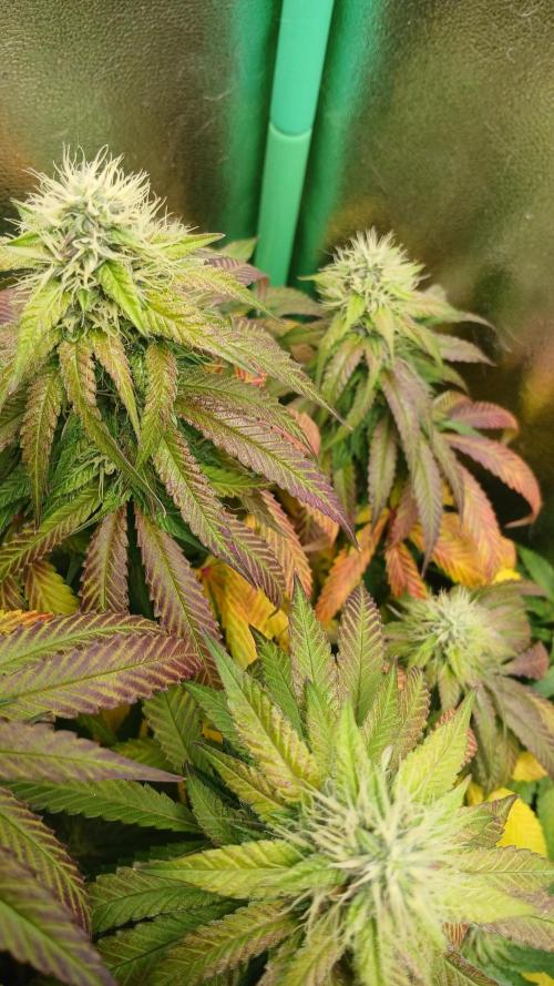 Mimosa Monster Cropping SCROG. Week 22