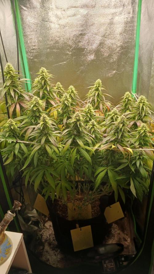 Mimosa Monster Cropping SCROG. Week 22
