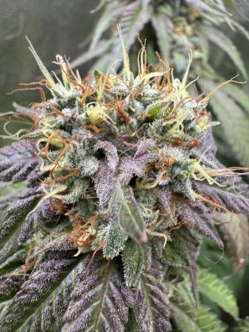 Mimosa . Week 25