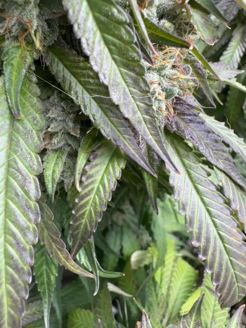 Mimosa Monster Cropping SCROG