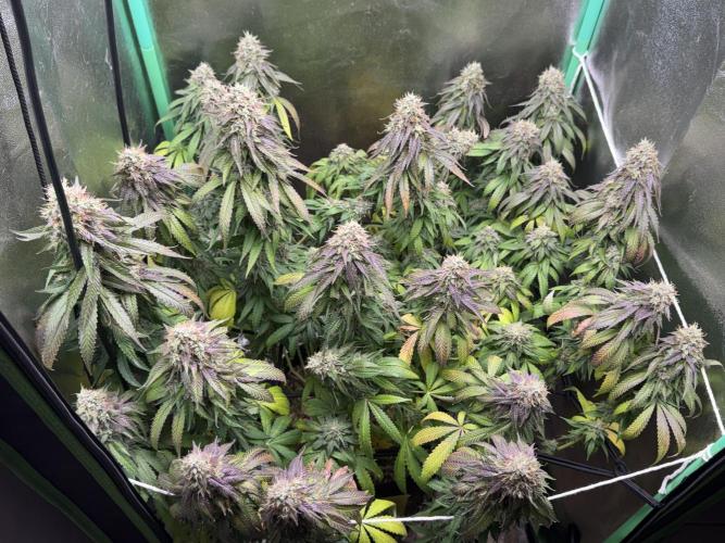 Mimosa Monster Cropping SCROG. Week 25