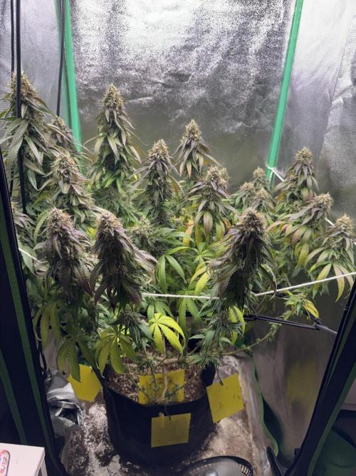 Mimosa Monster Cropping SCROG. Week 25