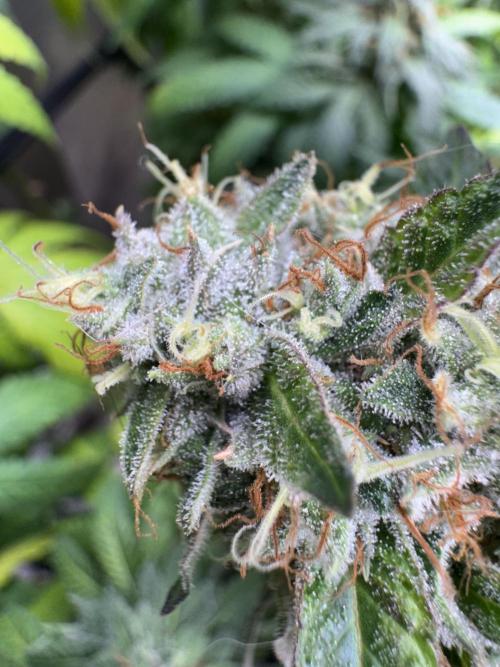 Mimosa Monster Cropping SCROG. Week 25