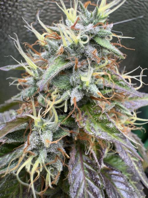 Mimosa Monster Cropping SCROG. Week 25