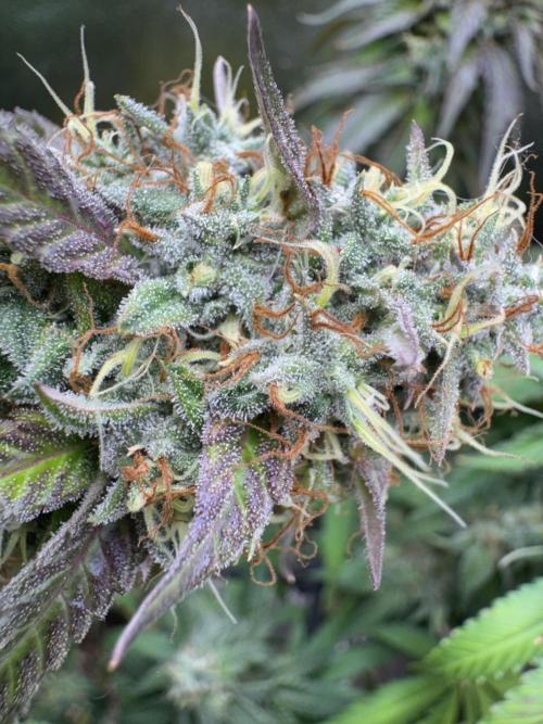 Mimosa Monster Cropping SCROG. Week 25