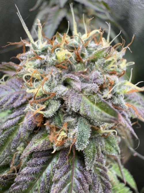 Mimosa Monster Cropping SCROG. Week 25