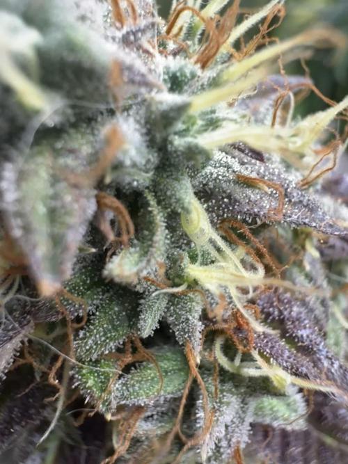 Mimosa Monster Cropping SCROG