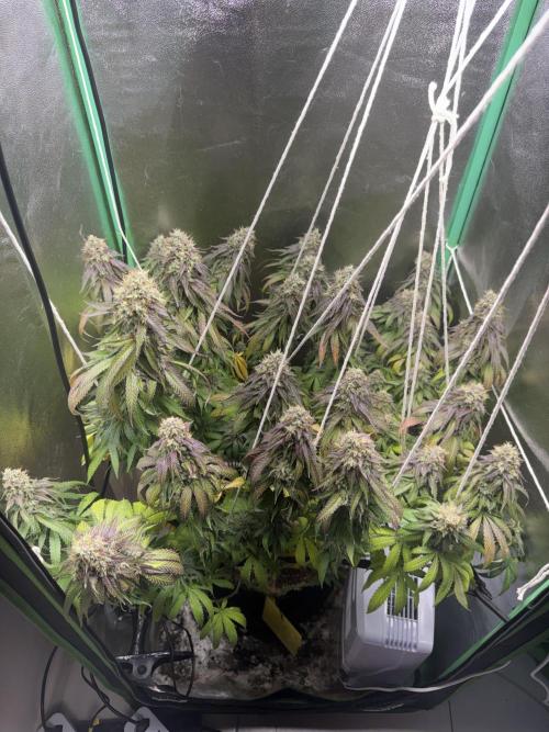 Mimosa Monster Cropping SCROG. Week 26