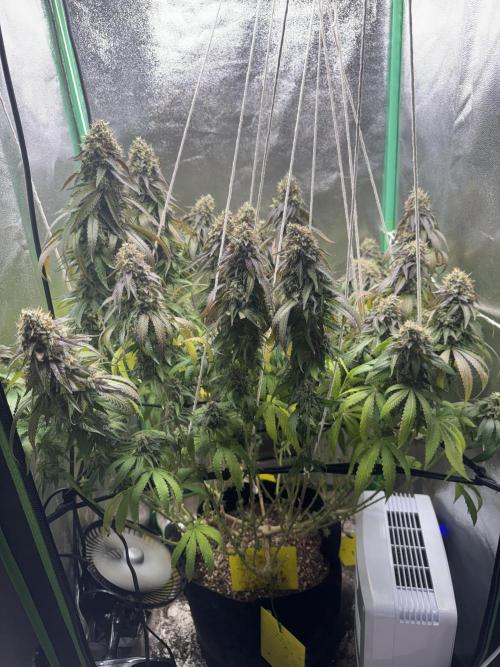 Mimosa Monster Cropping SCROG. Week 26