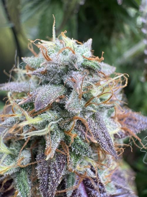Mimosa Monster Cropping SCROG. Week 26