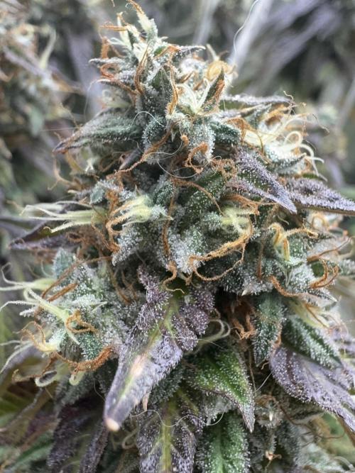Mimosa Monster Cropping SCROG. Week 26