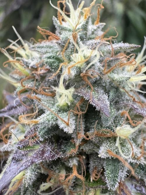 Mimosa Monster Cropping SCROG. Week 26