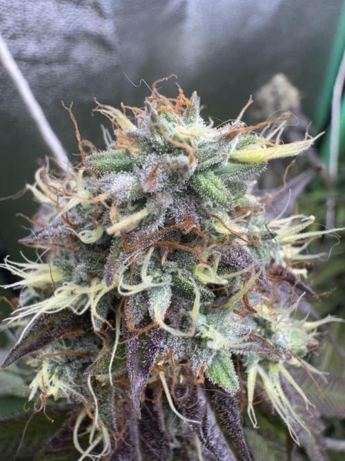 Mimosa Monster Cropping SCROG. Week 26