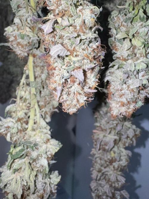 Mimosa Monster Cropping SCROG. Week 27