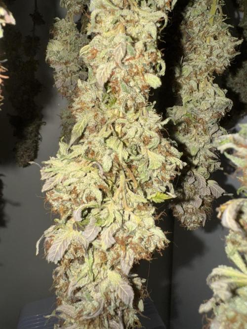 Mimosa Monster Cropping SCROG. Week 27