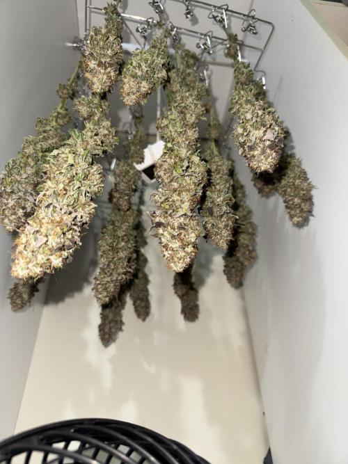 Mimosa Monster Cropping SCROG. Week 27